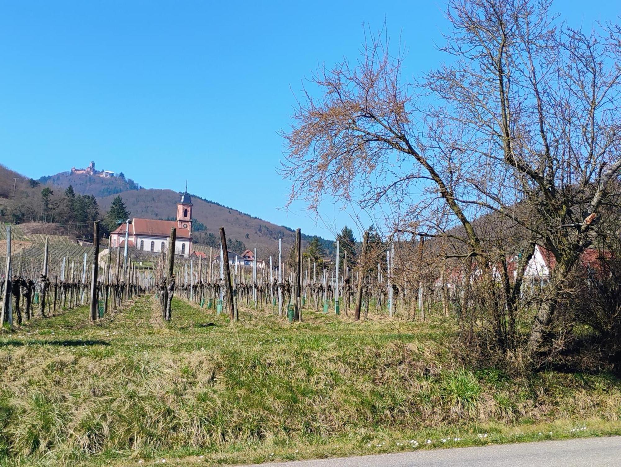 Gite Le Marronnier - Au Calme - Parking & Terrasse - Pres De Colmar Et Riquewihr - Route Des Vins Châtenois Exterior photo
