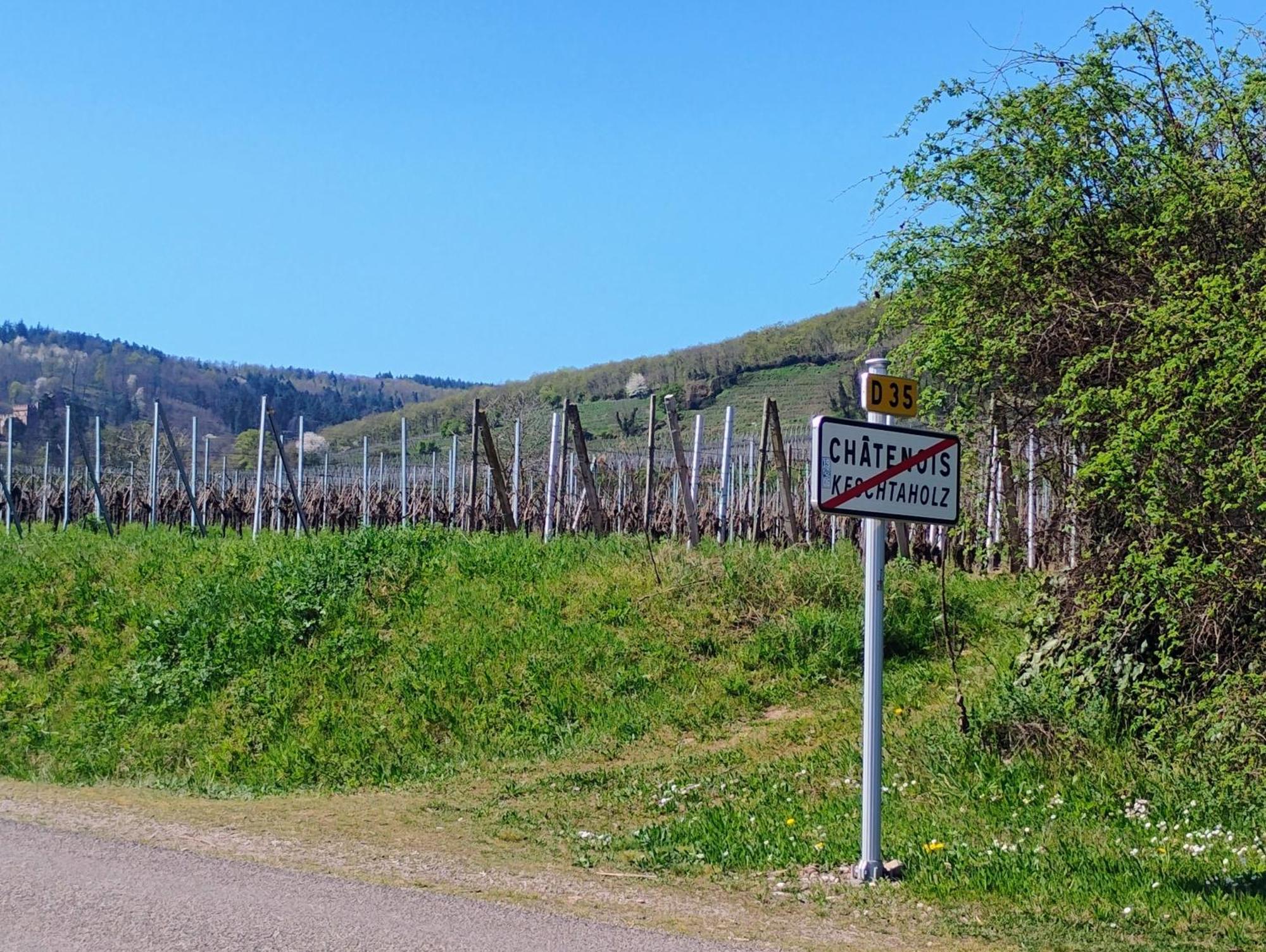 Gite Le Marronnier - Au Calme - Parking & Terrasse - Pres De Colmar Et Riquewihr - Route Des Vins Châtenois Exterior photo